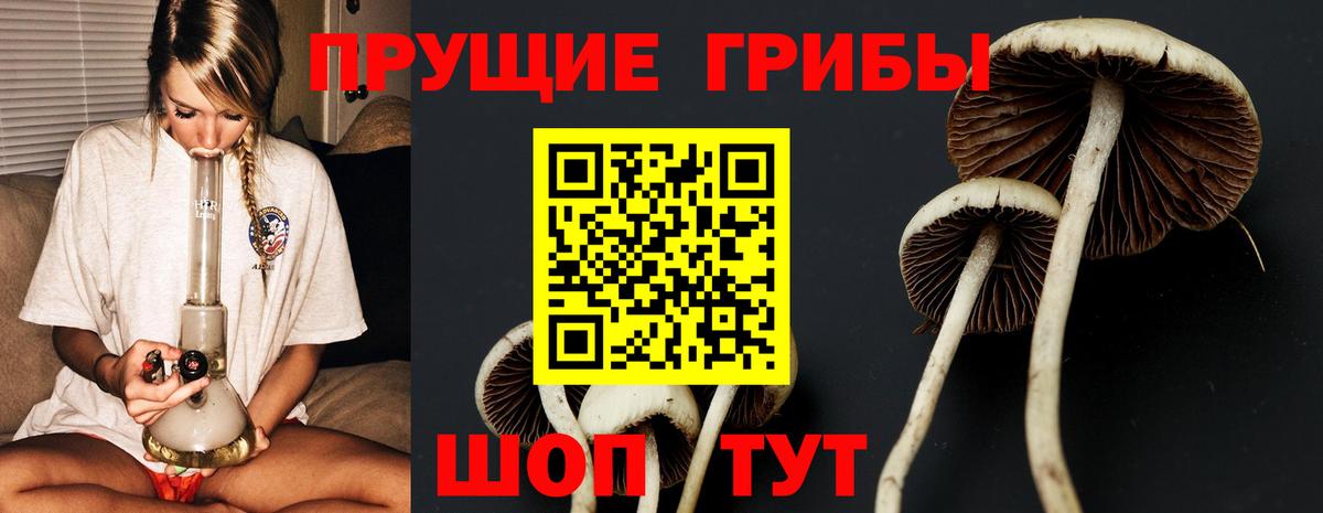 купить наркотик  Вход с VPN  Белгород  Псилоцибиновые грибы Psilocybine cubensis 